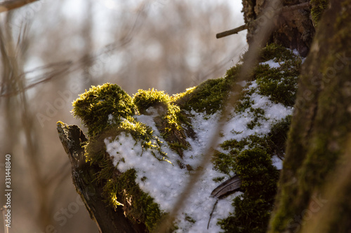 Fototapeta Naklejka Na Ścianę i Meble -  Podlaskie wierzby. Wiosna na Podlasiu. Krajobraz wiejski. Piękne Podlasie, Polska