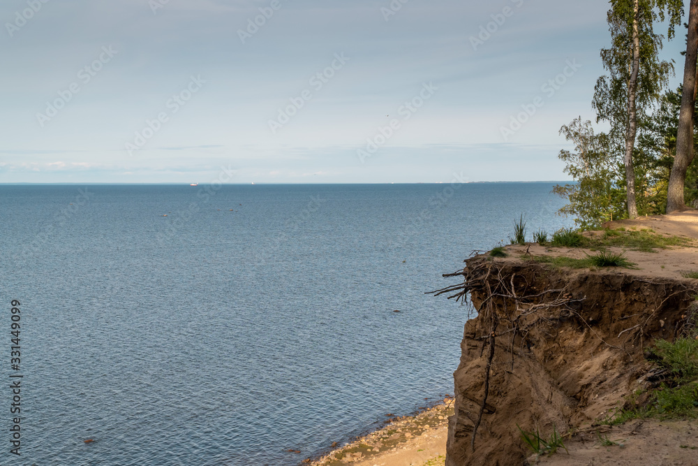 Trees on a sandy cliff above the Gulf of Finland in the area of the Fort Krasnaya Gorka