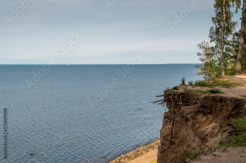 Trees on a sandy cliff above the Gulf of Finland in the area of the Fort Krasnaya Gorka