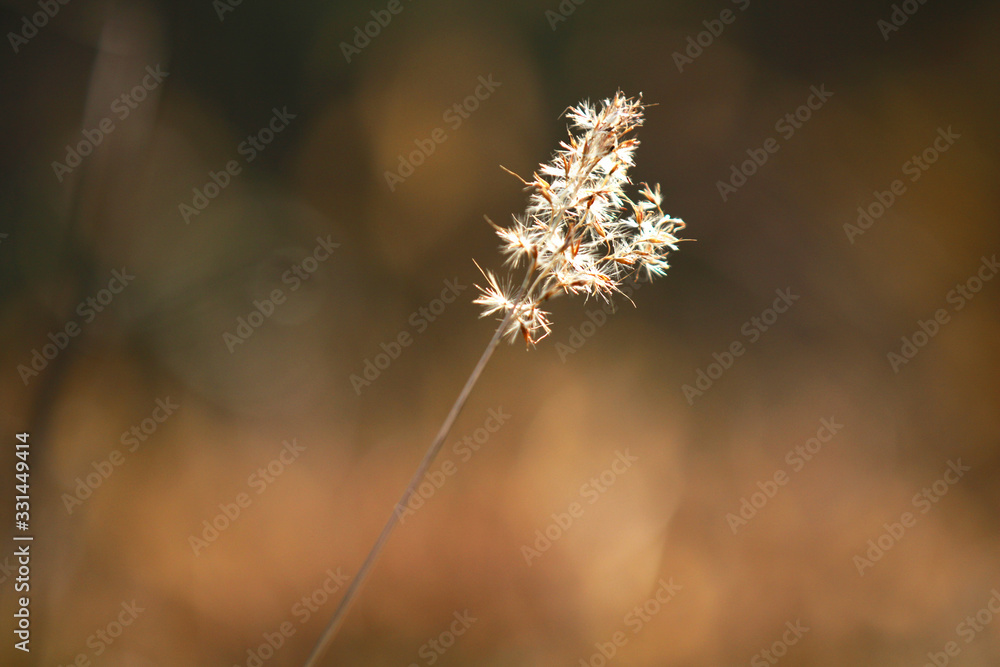 Obraz premium Weeds that grow outdoors in winter