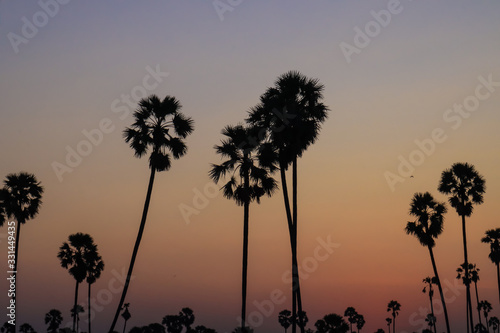 Silhouette coconut palm tree at sunset. nature outdoor photography. wallpaper of nature.