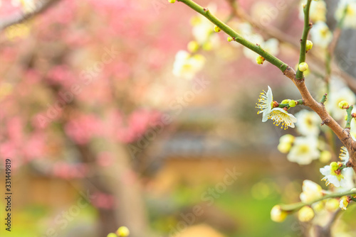 tokyo, japan - march 13 2020: Plum trees in bloom on a bokeh background in the Yushima-Tenmangu shrine of Okachimachi dedicated to Sugawara no Michizane who worshiped plum trees.