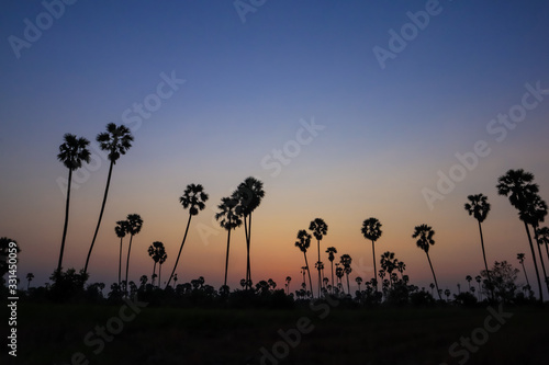 Silhouette coconut palm tree at sunset. nature outdoor photography. wallpaper of nature.