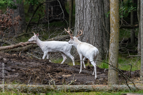 Rare white deer and hind. Natural scene from conservation area in Wisconsin.