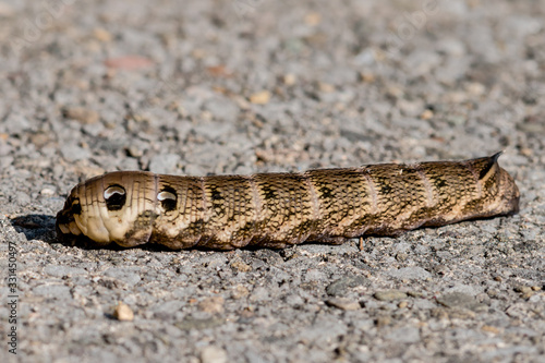 Side-view of an elephant hawk moth caterpillar on pavement
