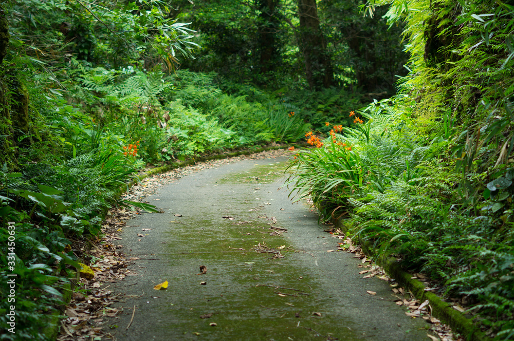 Obraz premium 南国感のある緑の道