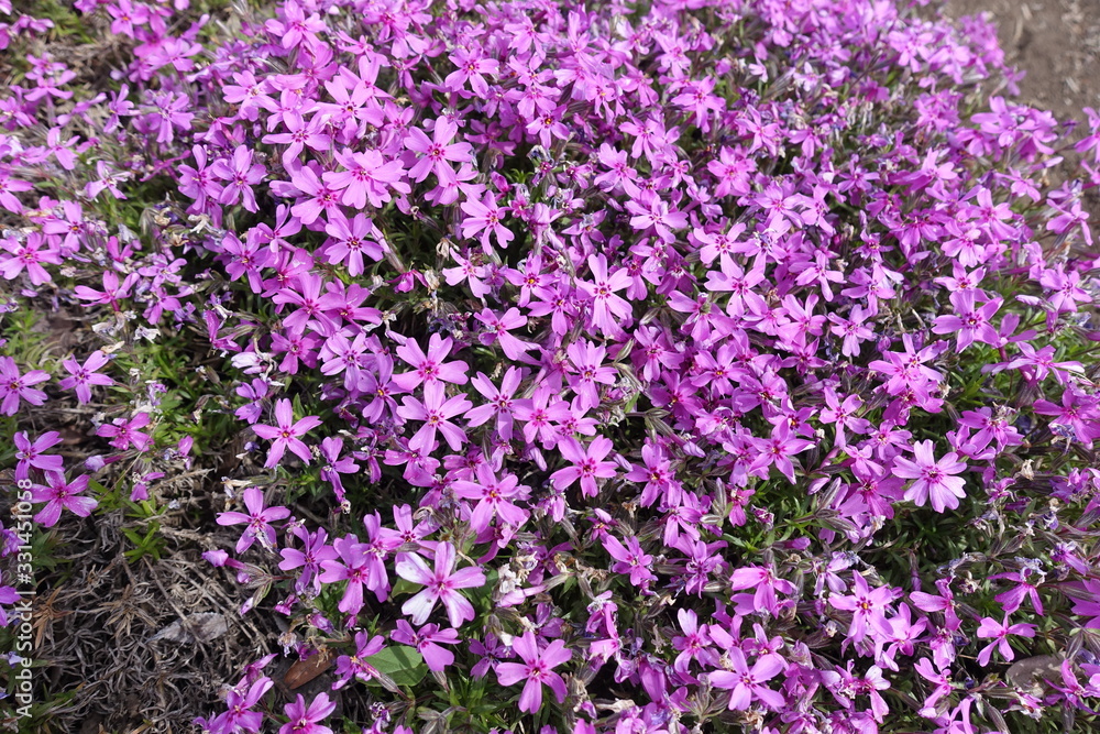 Lots of bright pink flowers of phlox subulata in May Lots of bright pink flowers of phlox subulata in May