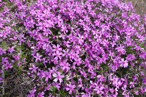 Lots of bright pink flowers of phlox subulata in May