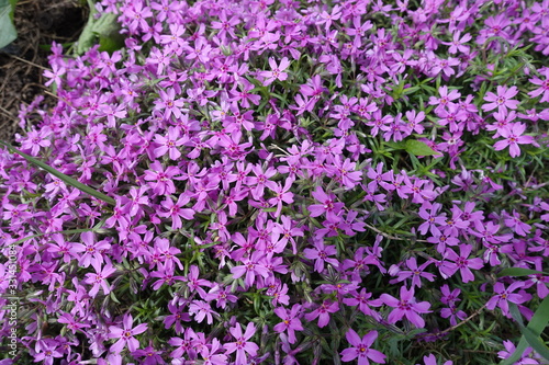 Pink flowers of phlox subulata in May