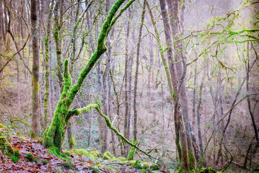 Moss covered trees on the Elidir Trail, legendary entrance to the fairy kingdom, in Fforest Ffaw Geopark (Great Forest) in the Brecon Beacons Moss covered trees on the Elidir Trail, legendary entrance to the fairy kingdom, in Fforest Ffaw Geopark (Great Forest) in the Brecon Beacons