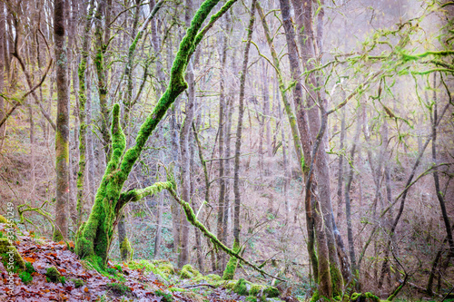Moss covered trees on the Elidir Trail, legendary entrance to the fairy kingdom, in Fforest Ffaw Geopark (Great Forest) in the Brecon Beacons