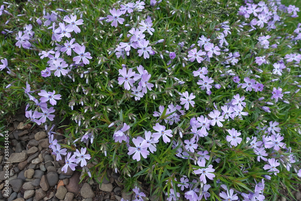 Obraz premium Closed buds and opened violet flowers of phlox subulata in mid April