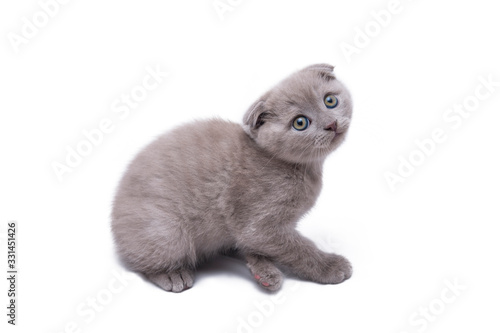 Cute little timid kitten of scottish fold isolated on white background © vzmaze