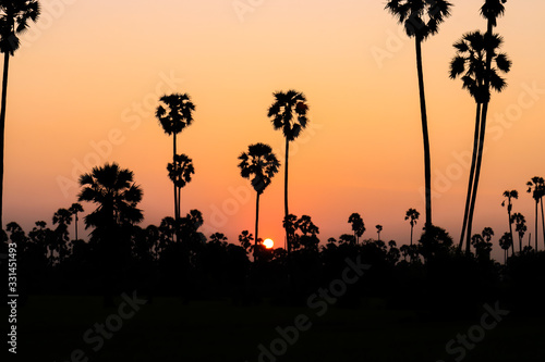 Silhouette coconut palm tree at sunset. nature outdoor photography. wallpaper of nature.