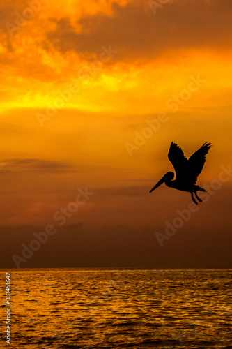 Pelicano atardecer