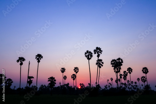 Silhouette coconut palm tree at sunset. nature outdoor photography. wallpaper of nature. © SeemaLotion