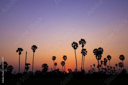 Silhouette coconut palm tree at sunset. nature outdoor photography. wallpaper of nature.