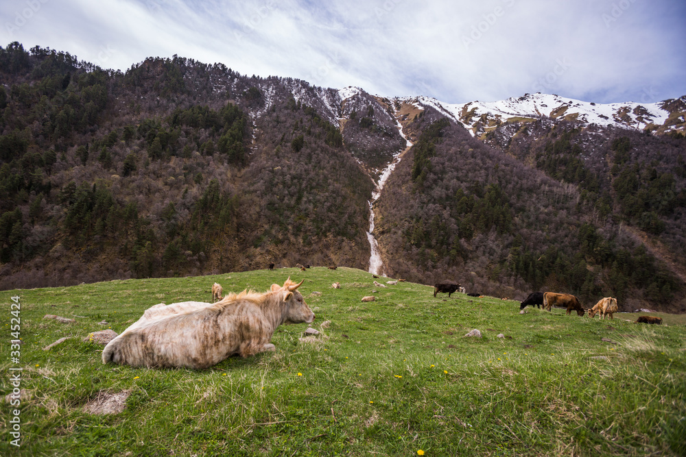 Cow in caucasus Mountains landscape. Karachay-Cherkessia, Russia