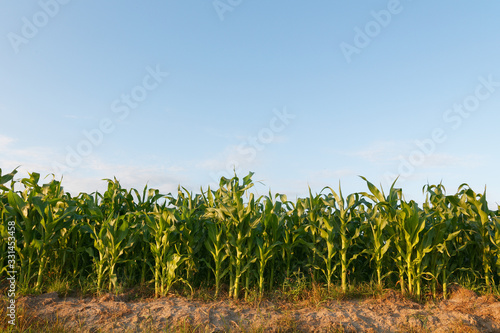 beautiful green corn field at sunset day