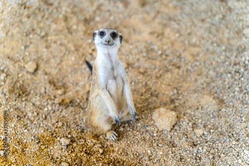 Canvas Print Portrait of Meerkat or Suricate (Suricata suricatta) standing on a sand looking vigilant in the wild desert