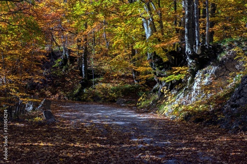 forest © Bojan Bonifacic