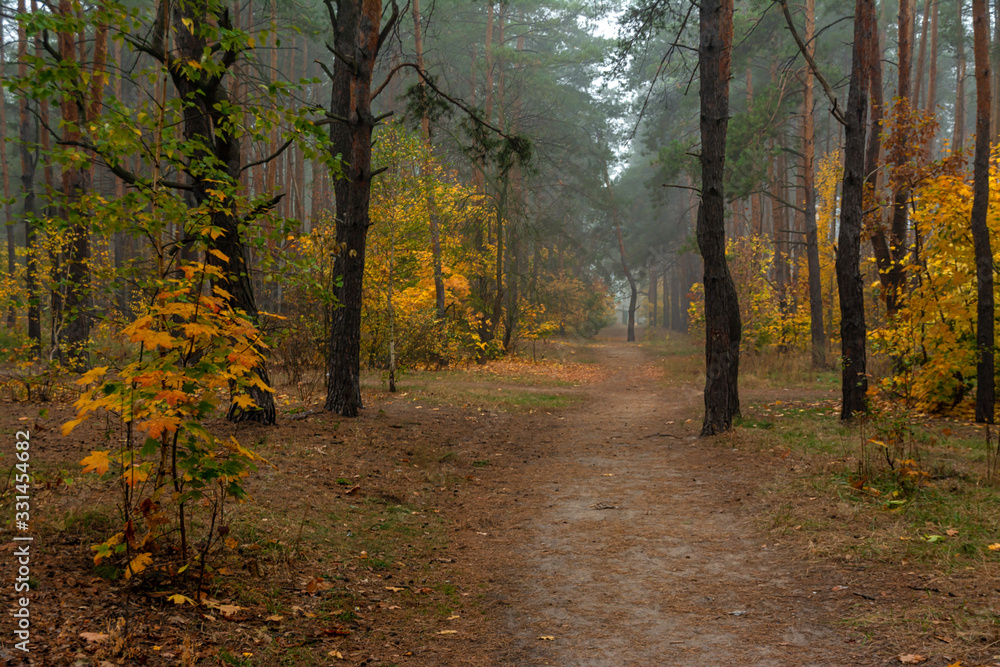 Obraz premium Autumn forest. Pleasant walk in the nature. Autumn painted trees with its magical colors. 
