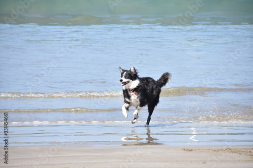 Perro en la playa photo