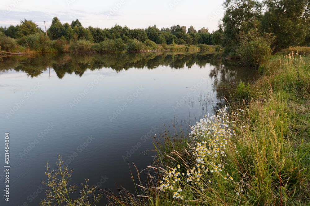 wild vegetation by the pond in the rays at sunset wild vegetation by the pond in the rays at sunset