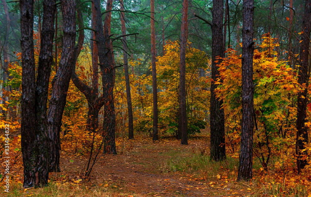Autumn forest. Pleasant walk in the nature. Autumn painted trees with its magical colors. Autumn forest. Pleasant walk in the nature. Autumn painted trees with its magical colors.