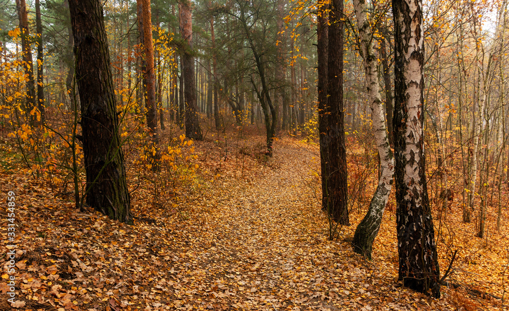 Autumn forest. Pleasant walk in the nature. Autumn painted trees with its magical colors. Autumn forest. Pleasant walk in the nature. Autumn painted trees with its magical colors.