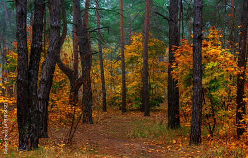Autumn forest. Pleasant walk in the nature. Autumn painted trees with its magical colors. 