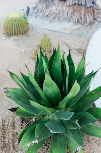Outdoor Cactus Plant