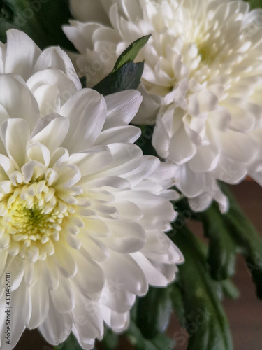 Close up of large white chrysanthemum flowers on green stems
