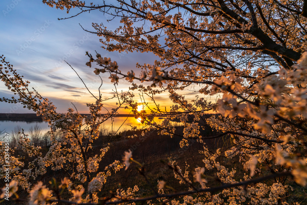Romantic sunset behind cherry tree blossoms at the Markkleeberger Lake near Leipzig, Romantic sunset behind cherry tree blossoms at the Markkleeberger Lake near Leipzig,
