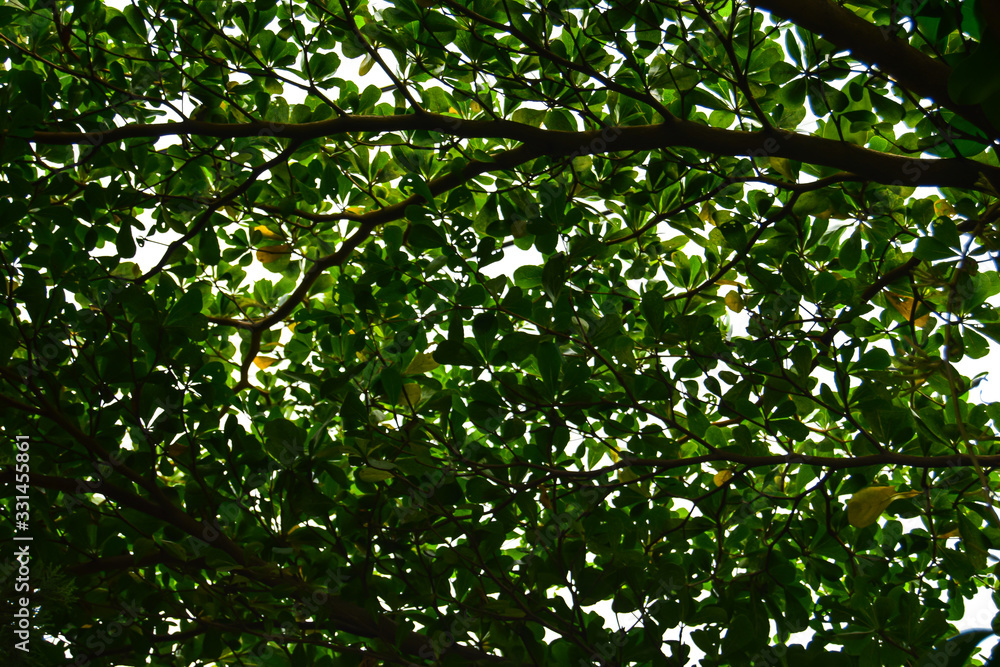 green leaves tree photo nature background