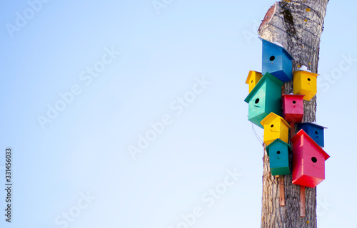 Birds colorful rainbow houses on the tree spring: bird commune, three yellow houses for birds, two pink houses for birds, two green houses for birds. Right on the background of the blue sky. 