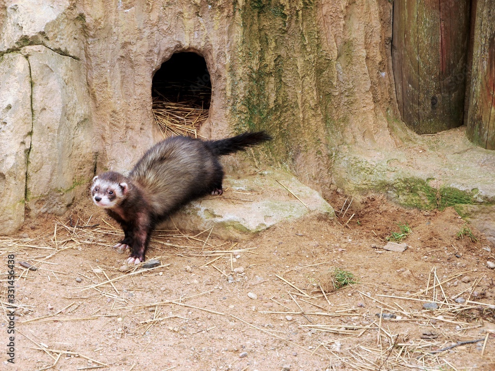 Fototapeta premium Ferret climbed out of his hole
