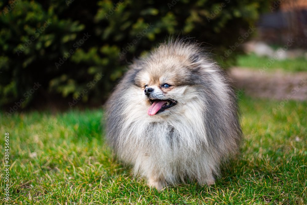 Chihuahua puppy spitz dog pet yorkshire terrier Chihuahua puppy spitz dog pet yorkshire terrier
