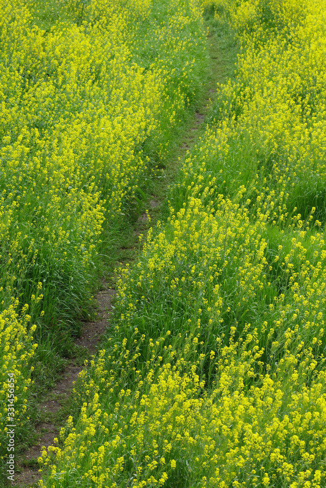 Path through blooming canola