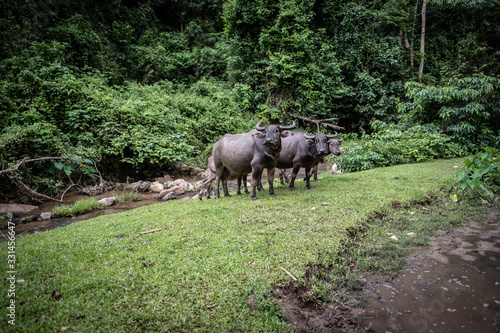 Rice fields beside the mountains in the north of Thailand during the rainy season photo