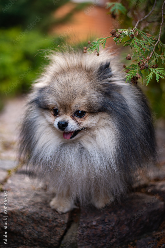 Obraz premium Chihuahua puppy spitz dog pet yorkshire terrier