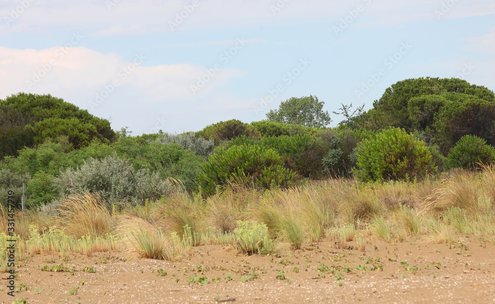 Fototapeta premium Mediterranean scrub beach in Italy