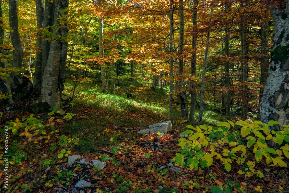 Fototapeta premium forest