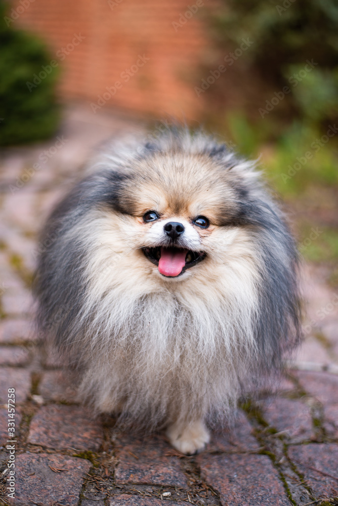 Chihuahua puppy spitz dog pet yorkshire terrier Chihuahua puppy spitz dog pet yorkshire terrier