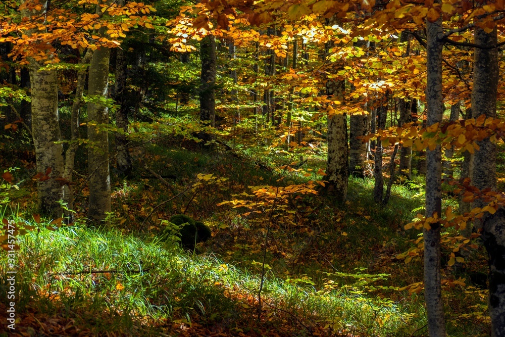 forest forest