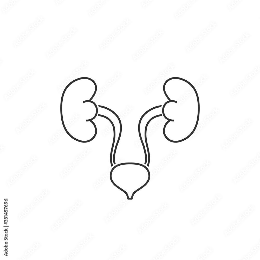 Urinary system vector line icon isolated on white background Urinary system vector line icon isolated on white background
