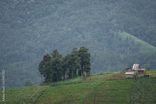 Wallpaper Mural Rice fields beside the mountains in the north of Thailand during the rainy season Torontodigital.ca