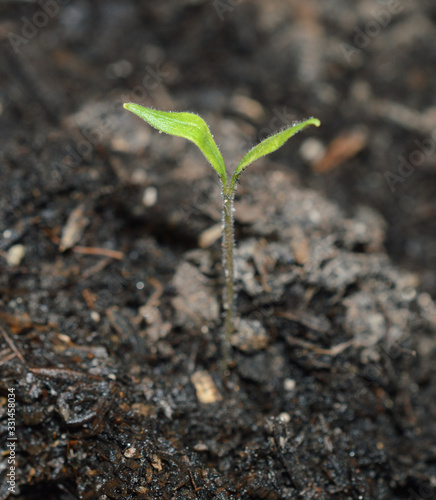 Wallpaper Mural young plant in soil Torontodigital.ca