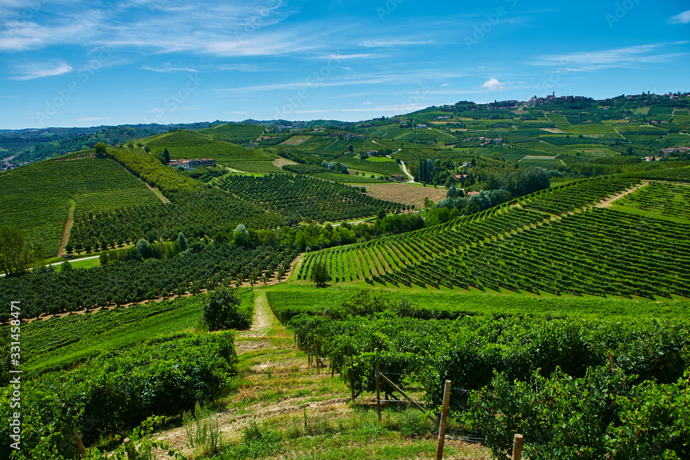 Vineyards on the hills in Piedmont province in Italy
