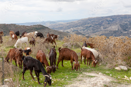 Ziegen (Capra) im Troodos-Gebirge, Zypern